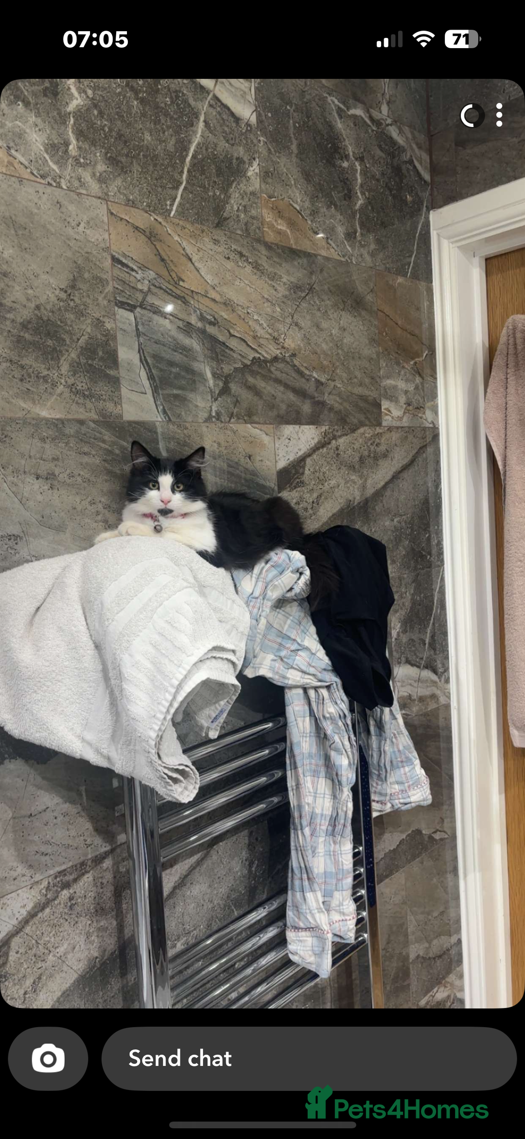 Domestic Shorthair cats for sale: Adorable Kittens Ready for Their Forever Homes - Image 3