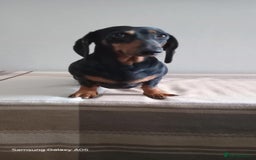 Miniature Dachshund dogs for sale: Absolutely stunning little babies - Image 6
