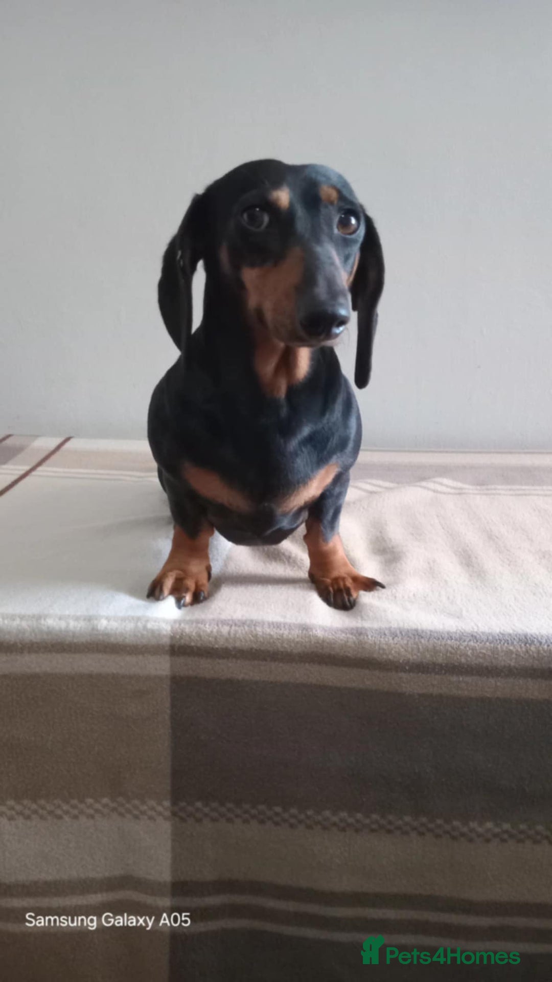 Miniature Dachshund dogs for sale: Absolutely stunning little babies - Image 6
