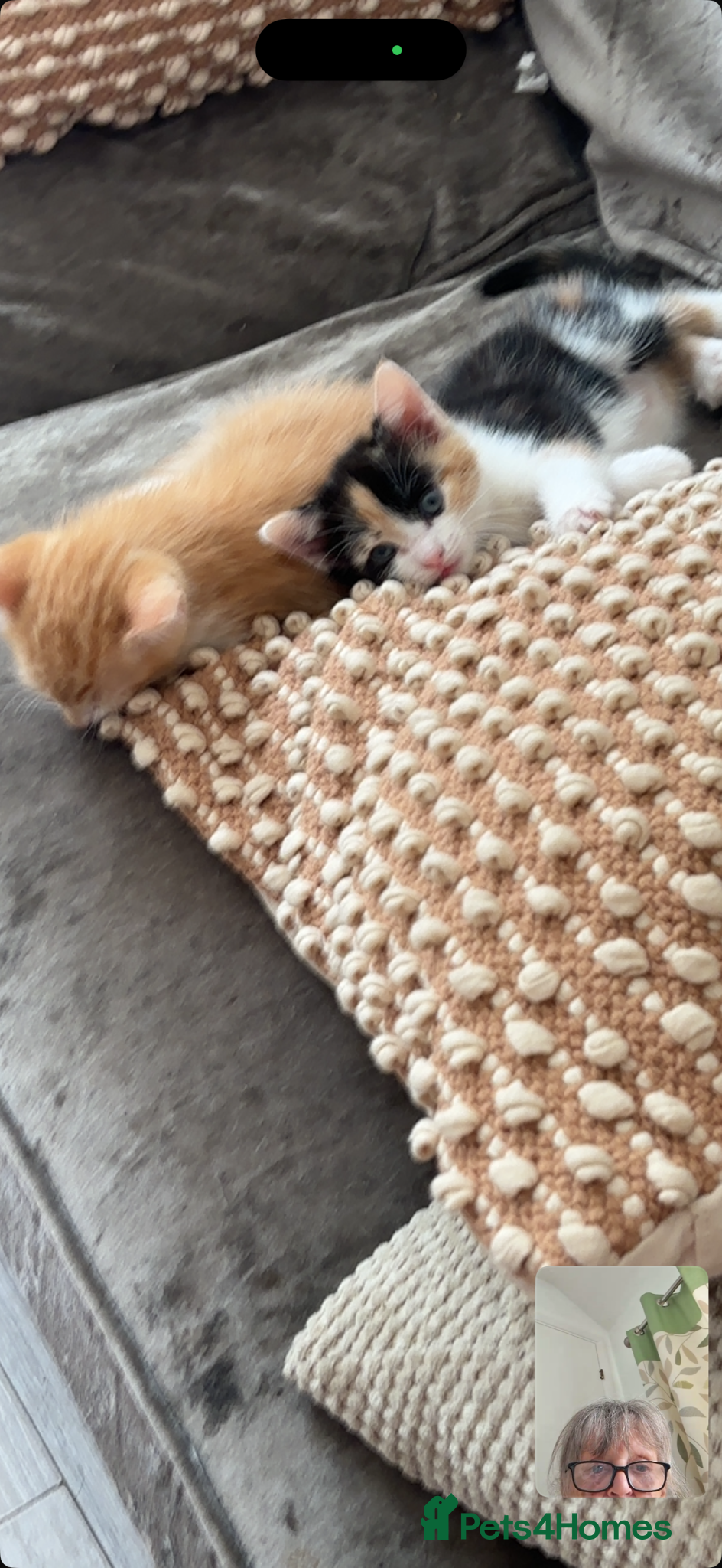Domestic Shorthair cats for sale: Calico and Ginger kittens  - Advert 4