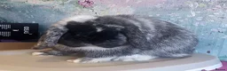 Mini Lop rabbits for sale: Beautiful Black Magpie Mini Lop Buck Available - Advert 3