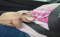Chihuahua dogs for sale: Teeny Chihuahua Pup   - Image 2