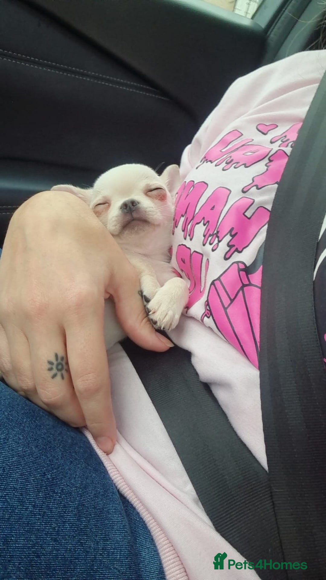 Chihuahua dogs for sale: Teeny Chihuahua Pup   - Image 2