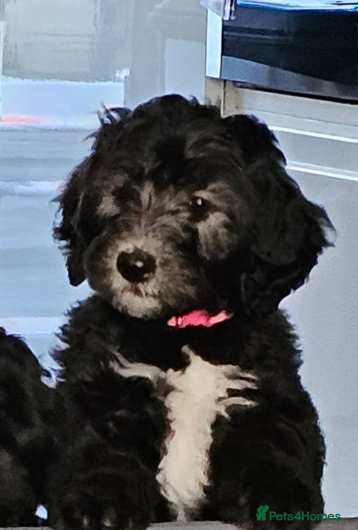 Sheepadoodle dogs Last 2 ready to go updated 12th April  - Advert 1