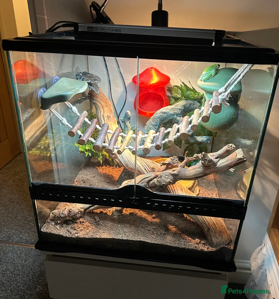 Frog reptiles for sale: American Green Tree Frog With Enclosure  - Advert 1