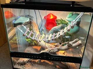 Frog reptiles American Green Tree Frog With Enclosure - Advert 13