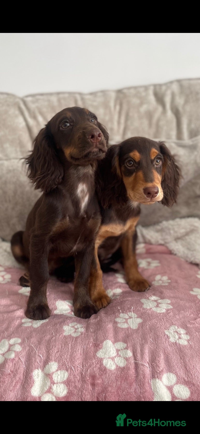 Cocker Spaniel dogs 7 Chocolate & Tan Cocker Spaniel Pups  - Advert 1
