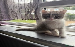 British Shorthair cats for sale: Last one left grey and white female  - Image 17