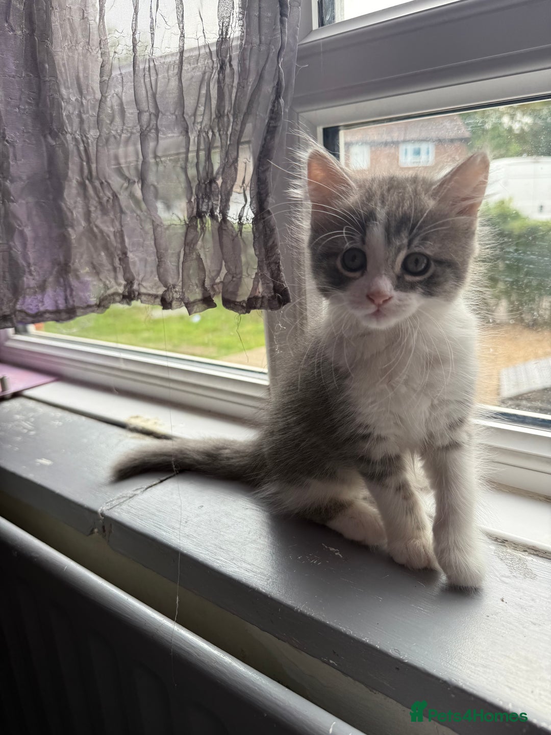 British Shorthair cats for sale: Last one left grey and white female  - Image 17