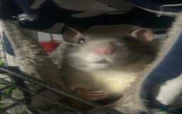 Rat rodents for sale: Brother rats - cuddly and cute - kid handled - Advert 5