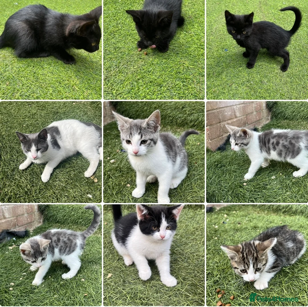 Mixed Breed cats for sale: Adorable kittens need a new place 🥰  - Advert 1