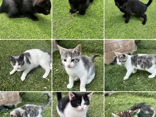 Mixed Breed cats PAY HOW MUCH YOU CAN/WANT Adorable kittens 🥰❤️ - Advert 1