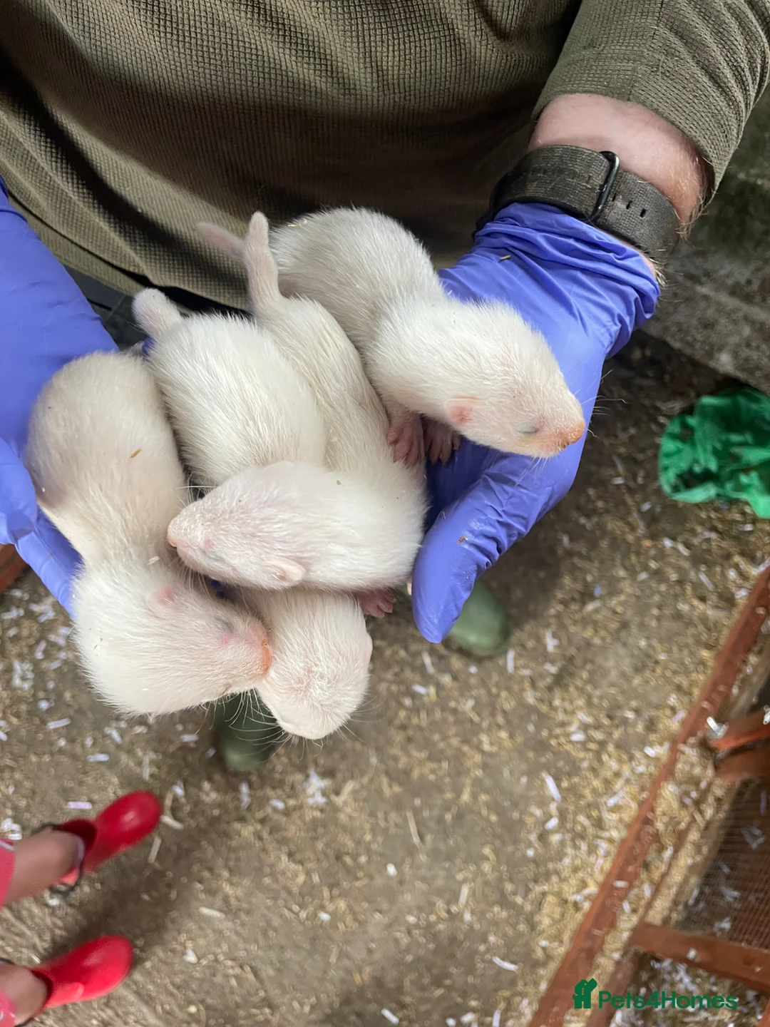 Ferret rodents for sale: Half angora silver/white  in Sherborne - Advert 1
