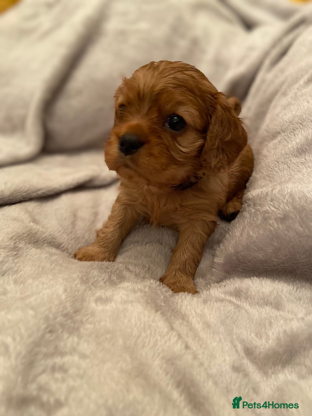 Cavalier King Charles Spaniel dogs for sale: Exceptional, ruby pure bred Cavaliers - Advert 4