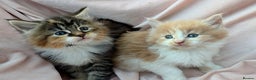 Maine Coon cats for sale: Fluffy Maine Coon Kittens for Sale - Advert 2