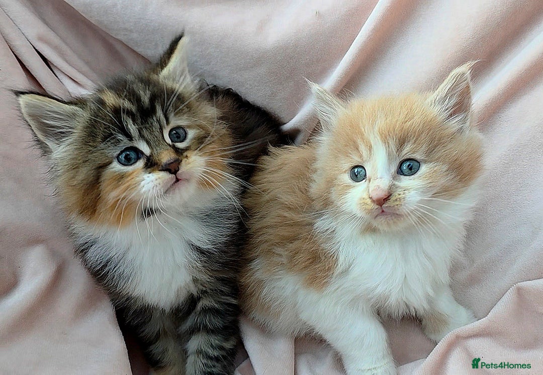 Maine Coon cats for sale: Fluffy Maine Coon Kittens for Sale - Advert 2