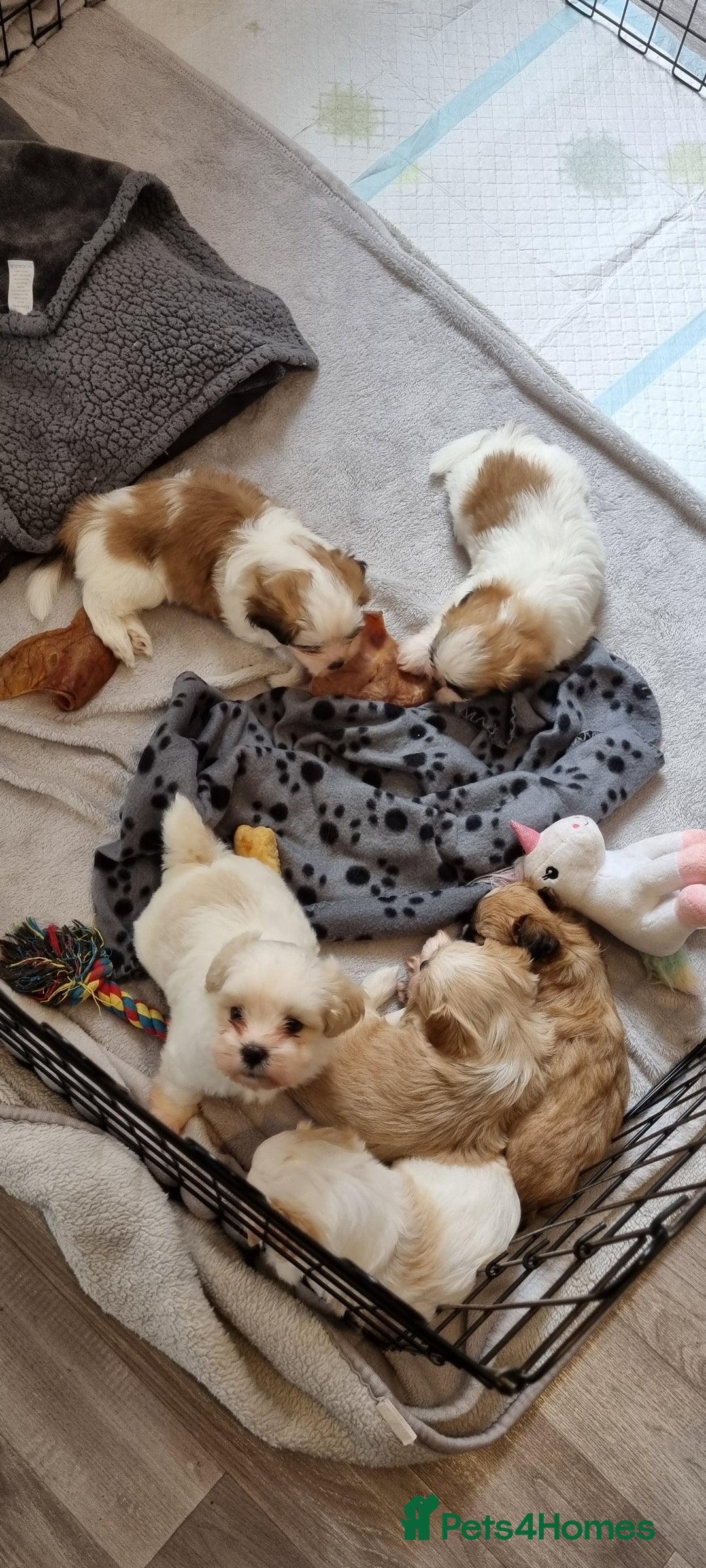 Shih Tzu dogs for sale: Shihtzu puppies - Image 6