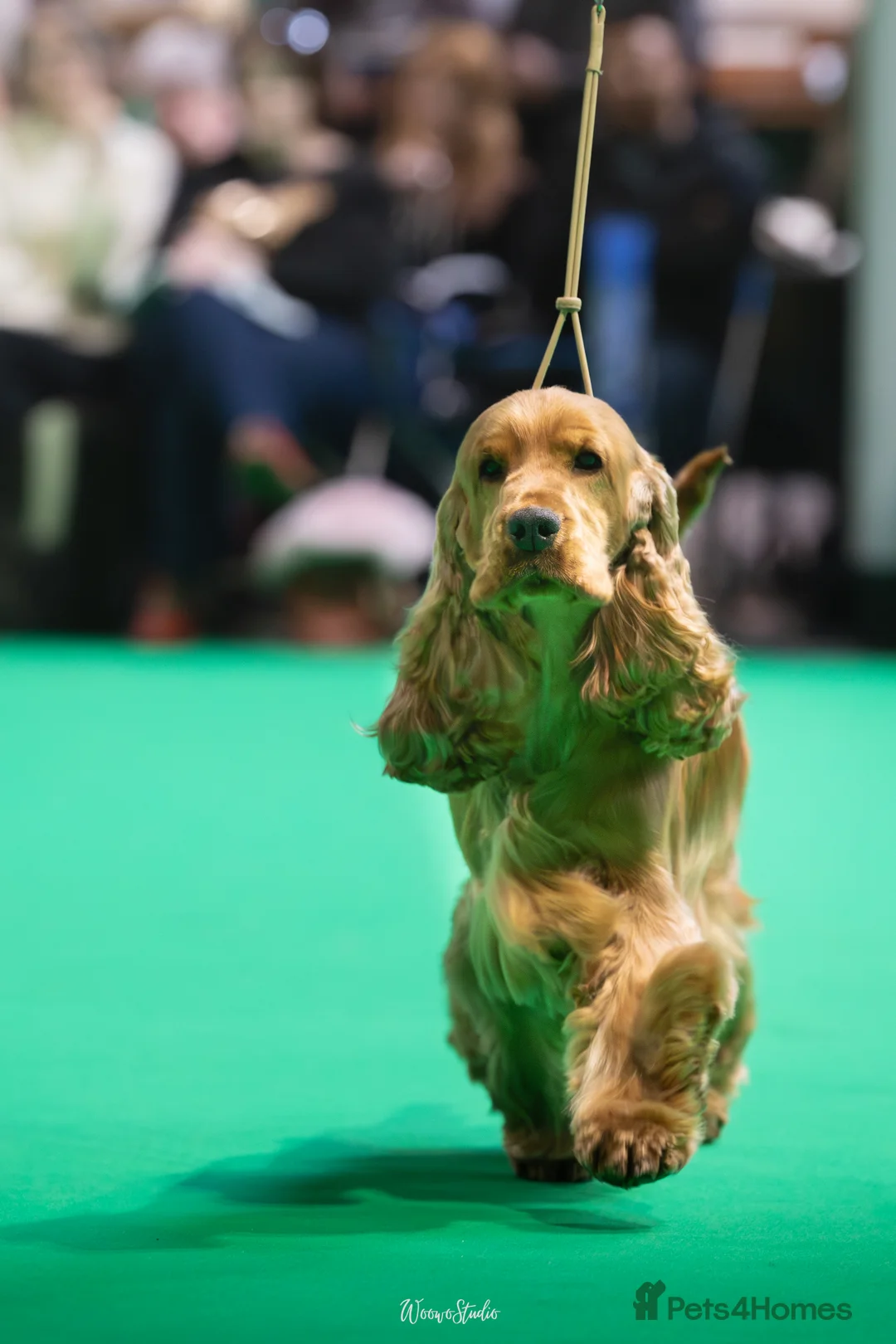 Cocker Spaniel dogs for stud: Full Show Champion Breeding Golden Show Cocker  - Advert 1