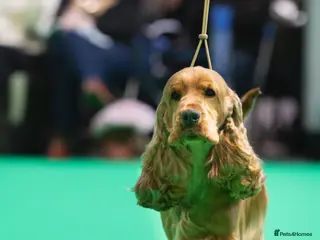 Cocker Spaniel dogs Full Show Champion Breeding Golden Show Cocker - Advert 2