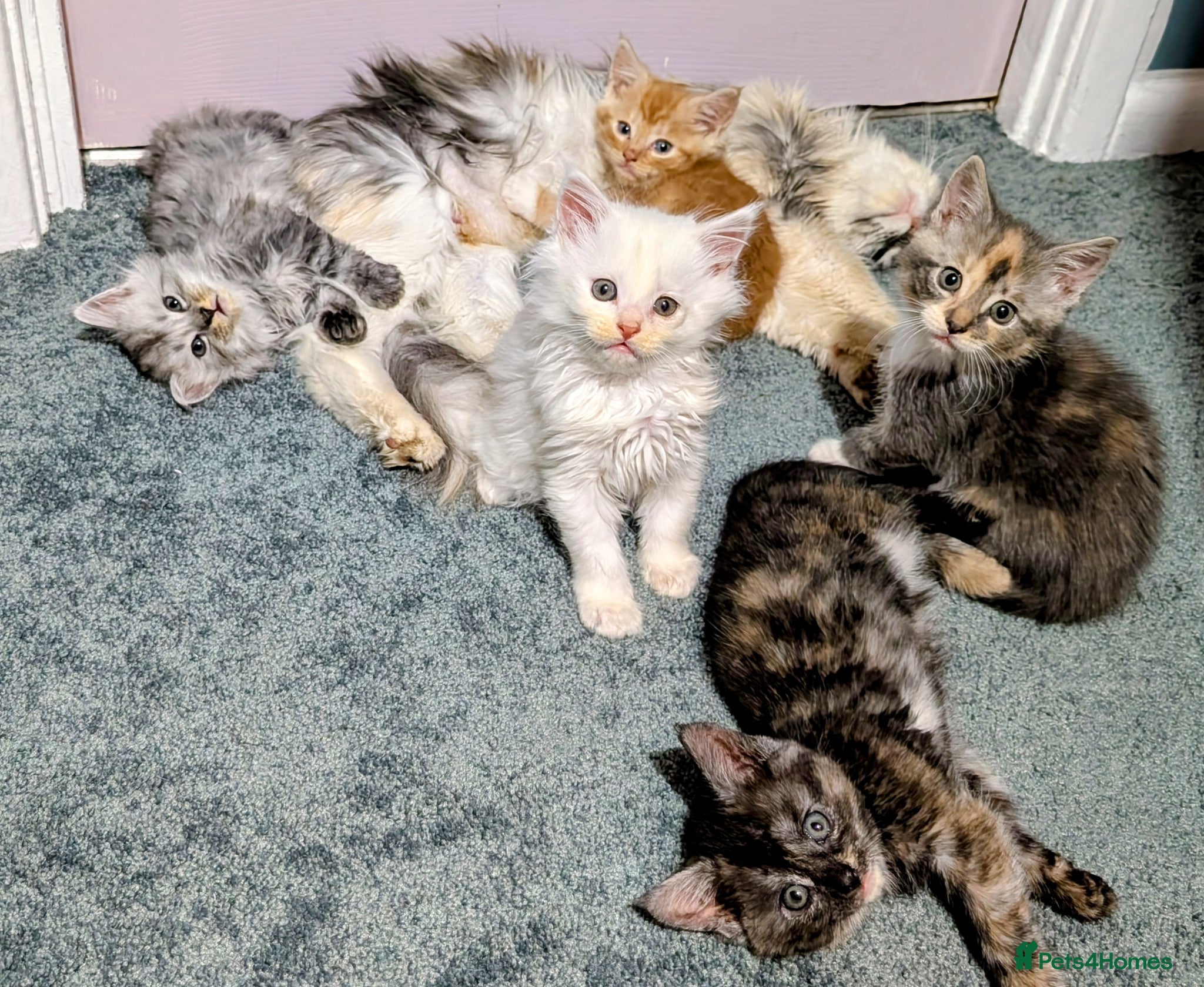 Maine Coon cats 5 beautiful pure bred Maine coons *2 BOYS LEFT - Advert 11