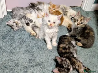 Maine Coon cats pure bred Maine coons *2 BOYS LEFT - Advert 10