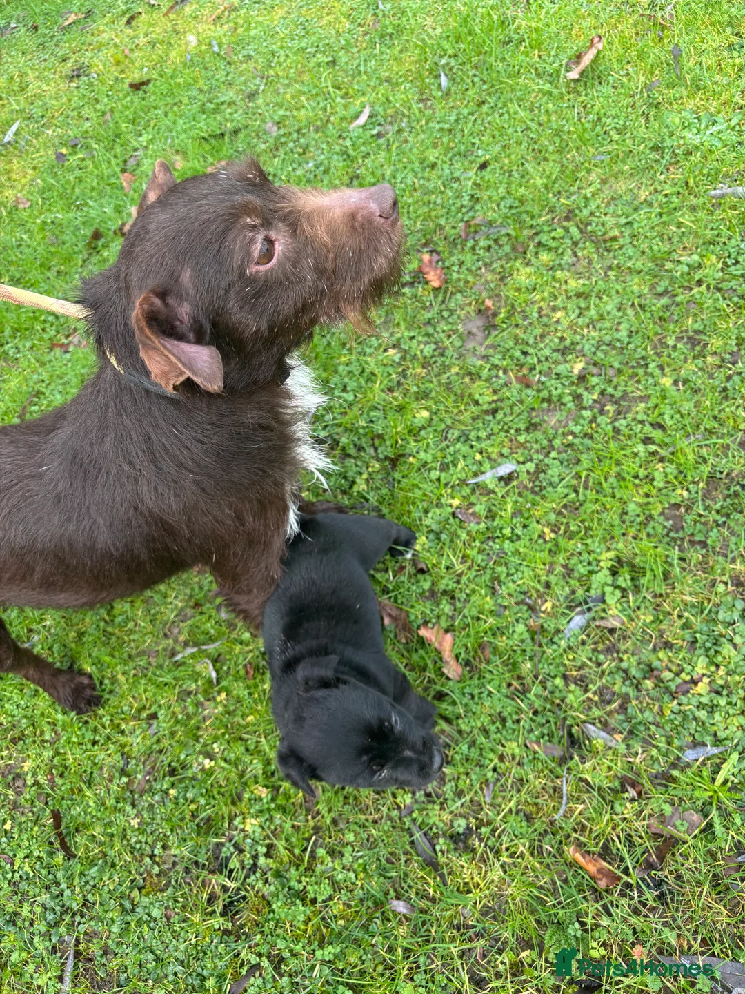 Patterjack dogs for sale: Our beautiful patter-jack boy for sale - Advert 2