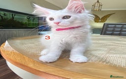 Maine Coon cats for sale: TICA Maine Coon Russian - Image 8