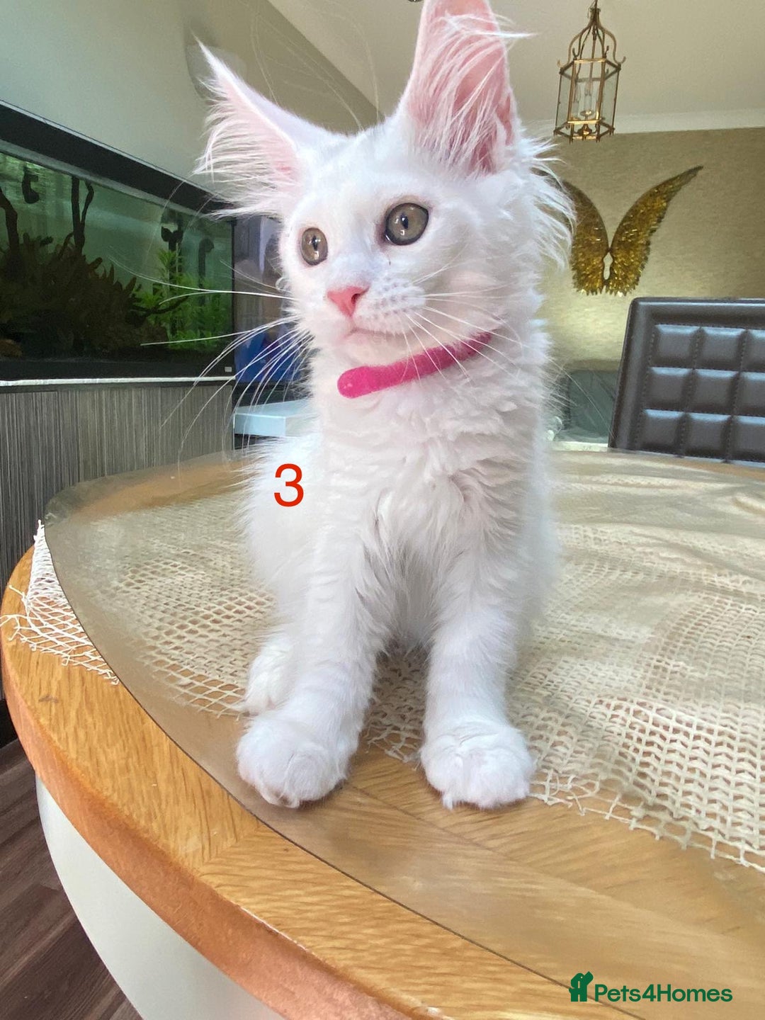Maine Coon cats for sale: TICA Maine Coon Russian - Image 8