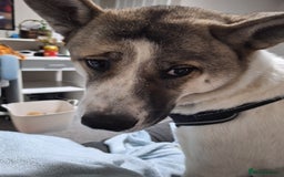 Akita dogs for sale: Loving Akita Purebred Girl - Image 13