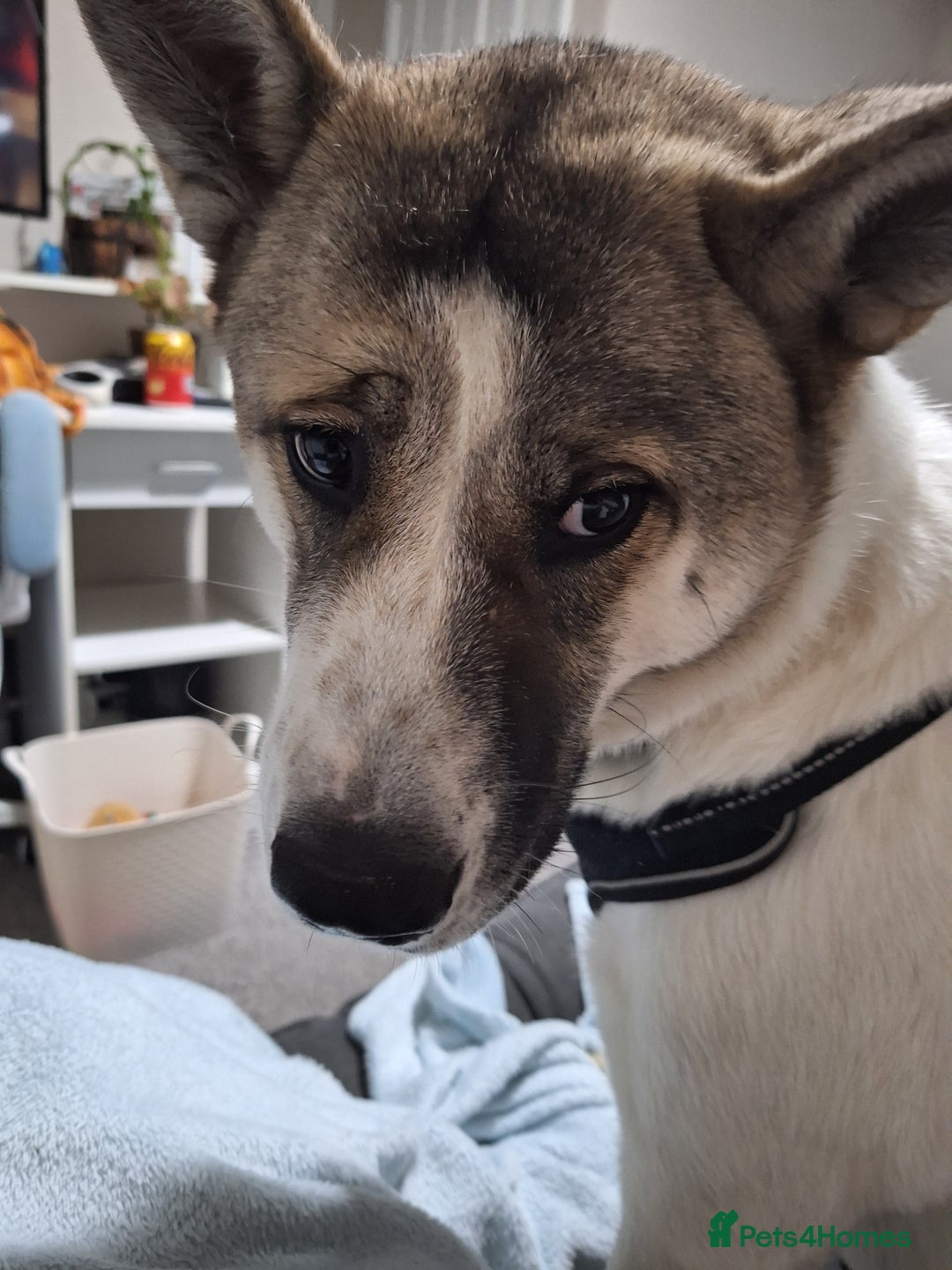 Akita dogs for sale: Loving Akita Purebred Girl - Image 13