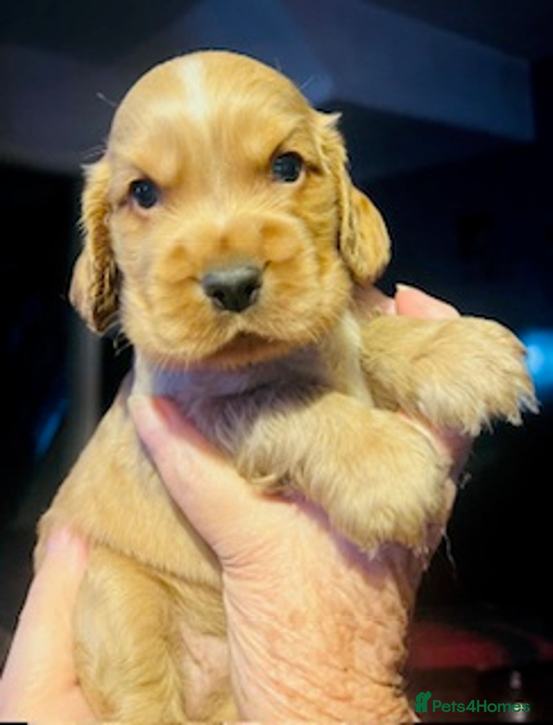 Cocker Spaniel dogs for sale: lyncham cocker spaniels - Image 6