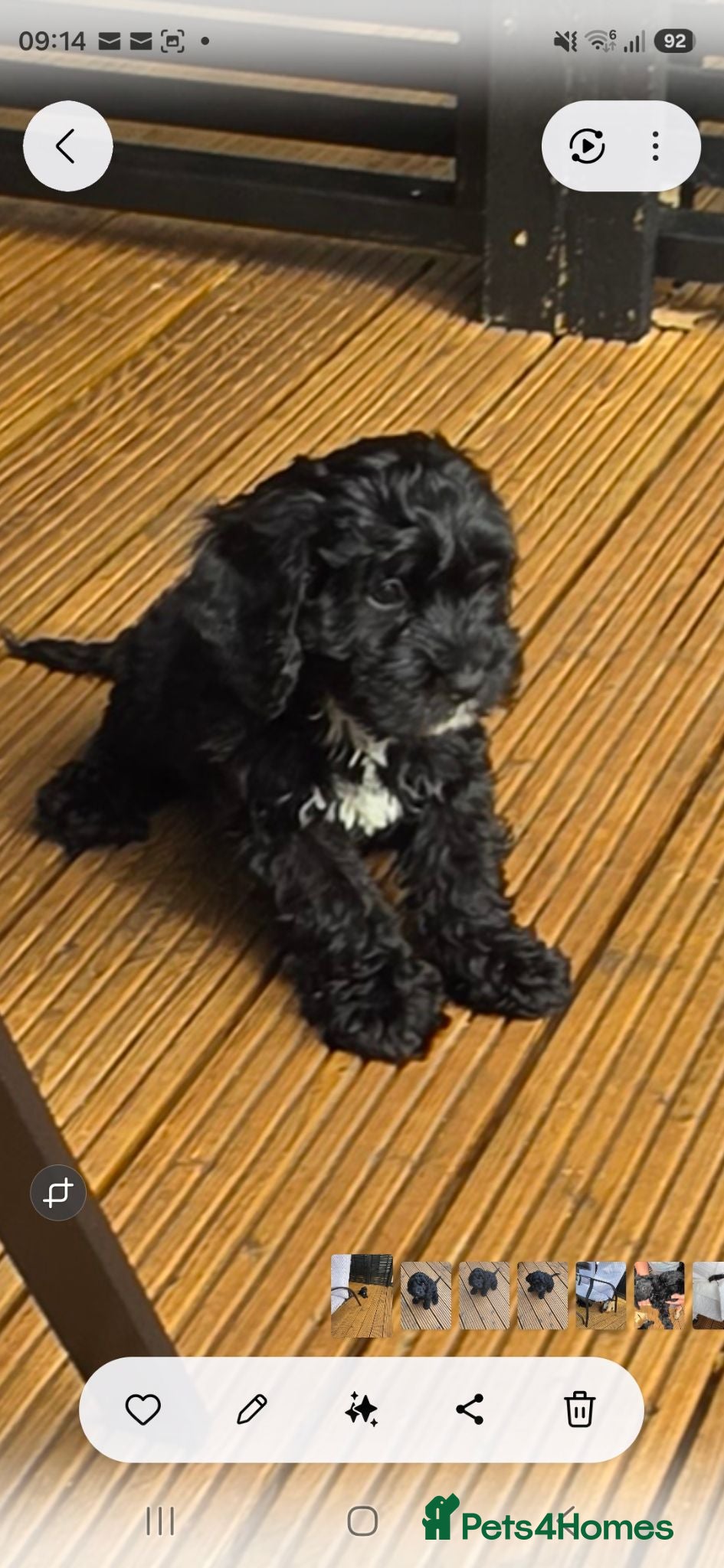Cockapoo dogs Gorgeous Cockerpoo Girls READY NOW 🐾💗 - Advert 2