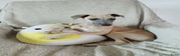 Whippet dogs for sale: Show quality KC reg pups - Advert 31