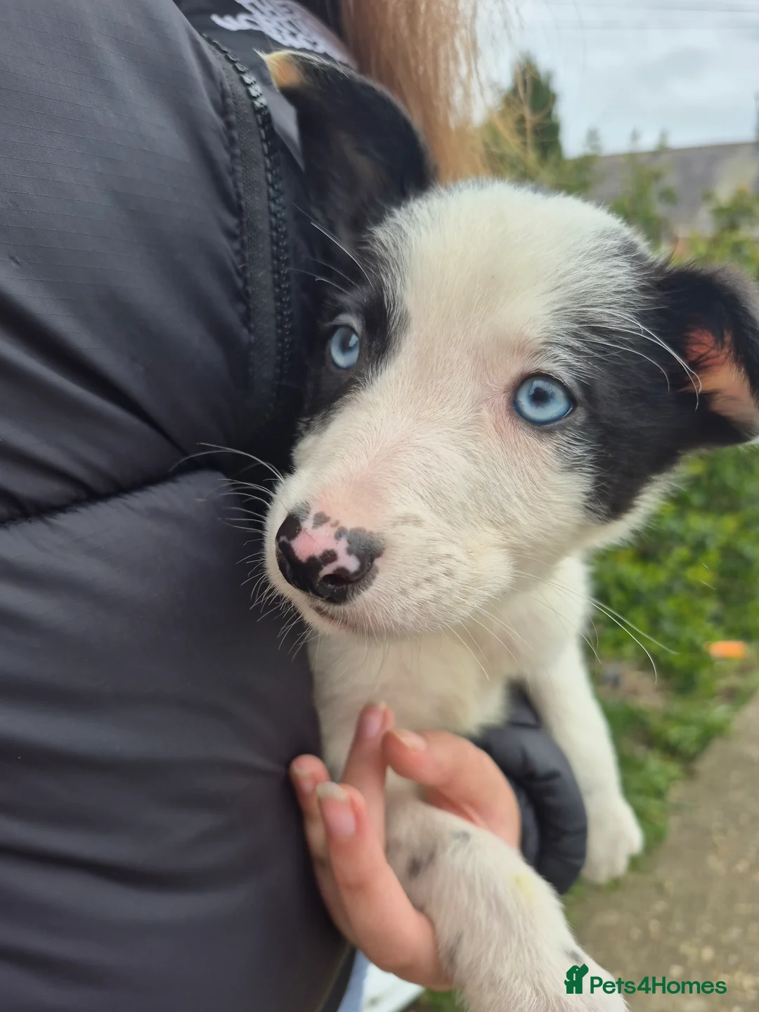 Welsh Collie dogs for sale: 8 collie puppys  - Advert 2