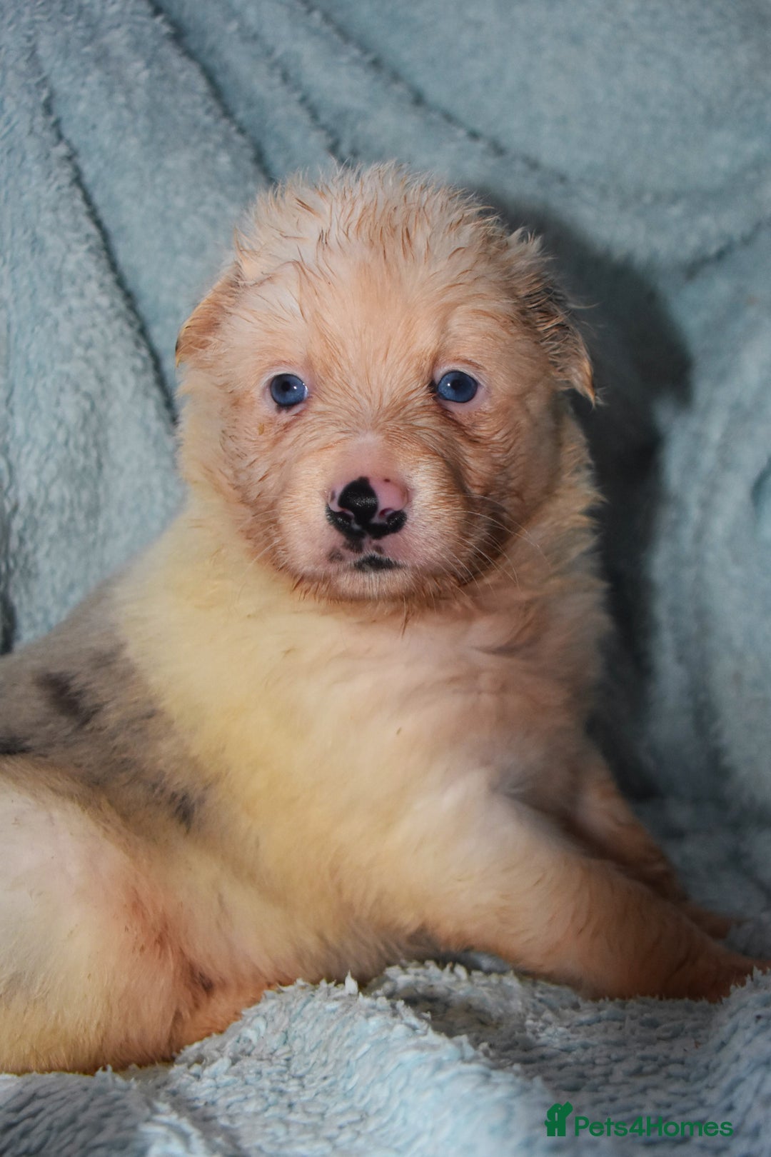 Border Collie dogs for sale: chunky collie pups - Advert 2