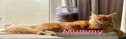 Mixed Breed cats for sale: 💖 MAINE COON X RAGDOLL *PARENTS HEALTH TESTED* 💖 - Advert 28