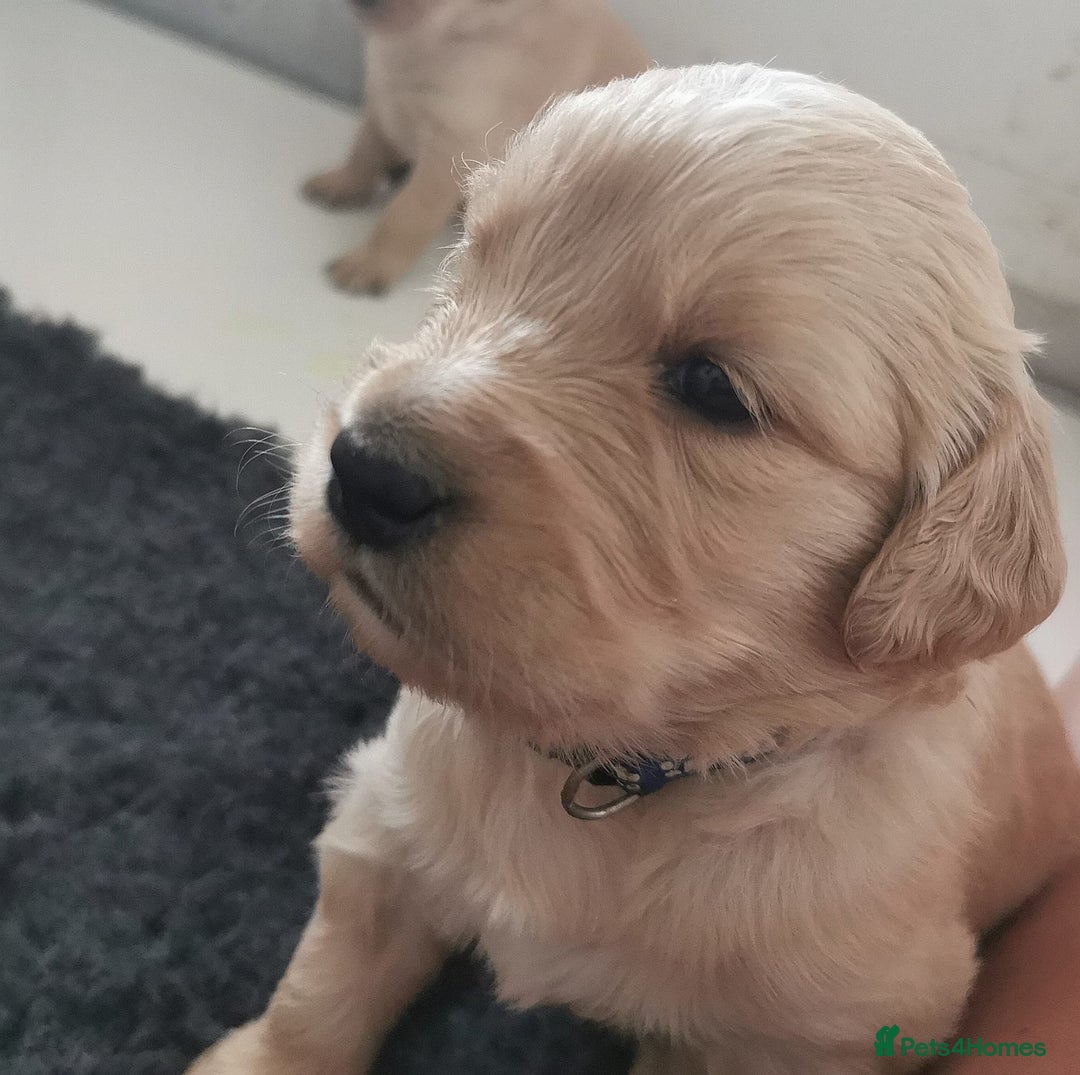 Golden Retriever dogs for sale: Golden Retriever puppies - Image 11