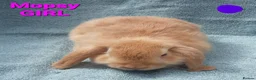 Mini Lop rabbits for sale: 5 Beautiful Baby Mini Lops - Advert 9