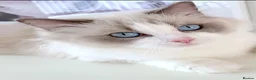 Ragdoll cats for sale: INDOOR FULL PEDIGREE 4 YEARS RAGDOLL FEMALE CAT - Advert 17