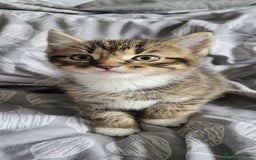 British Shorthair cats for sale: 4 adorable kittens wanting forever homes  - Image 3