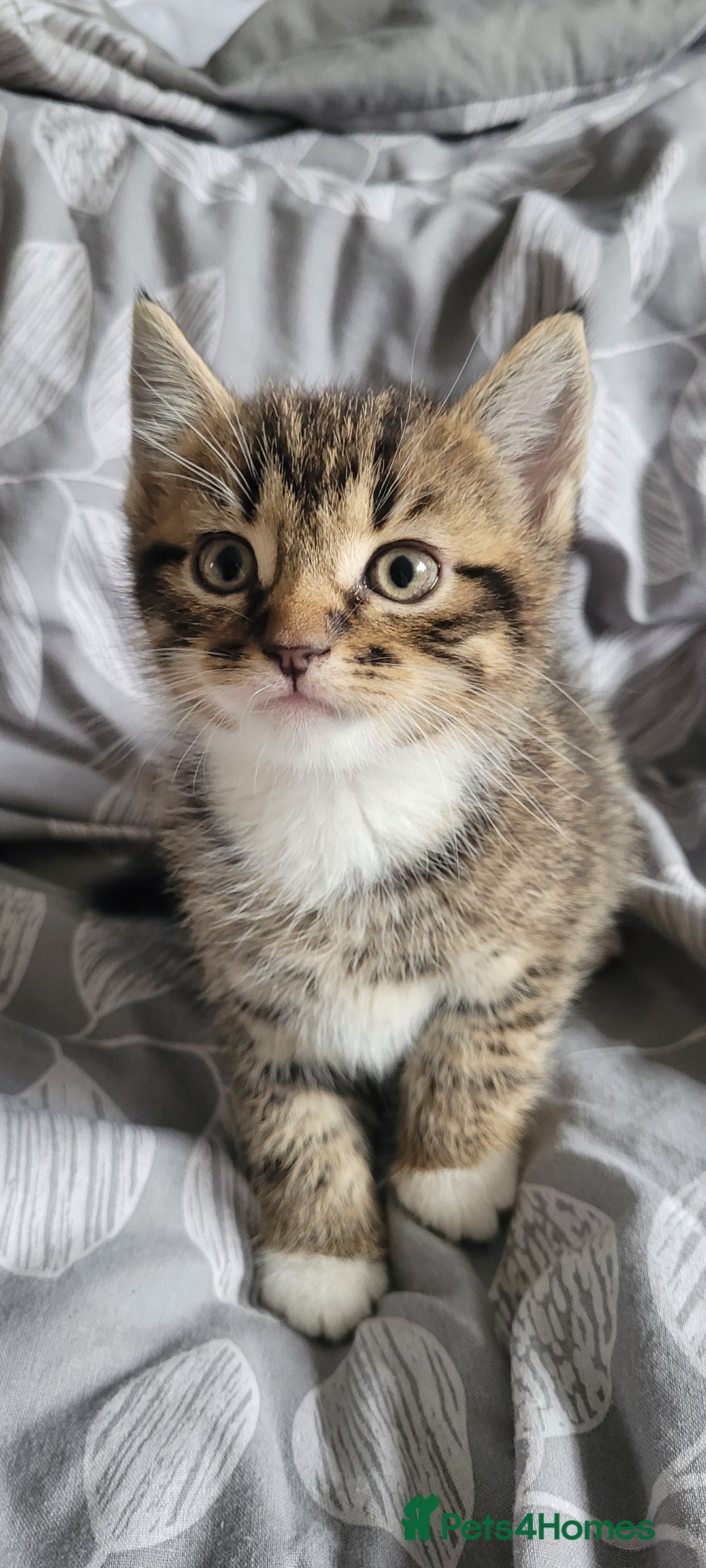 British Shorthair cats for sale: 4 adorable kittens wanting forever homes  - Image 3