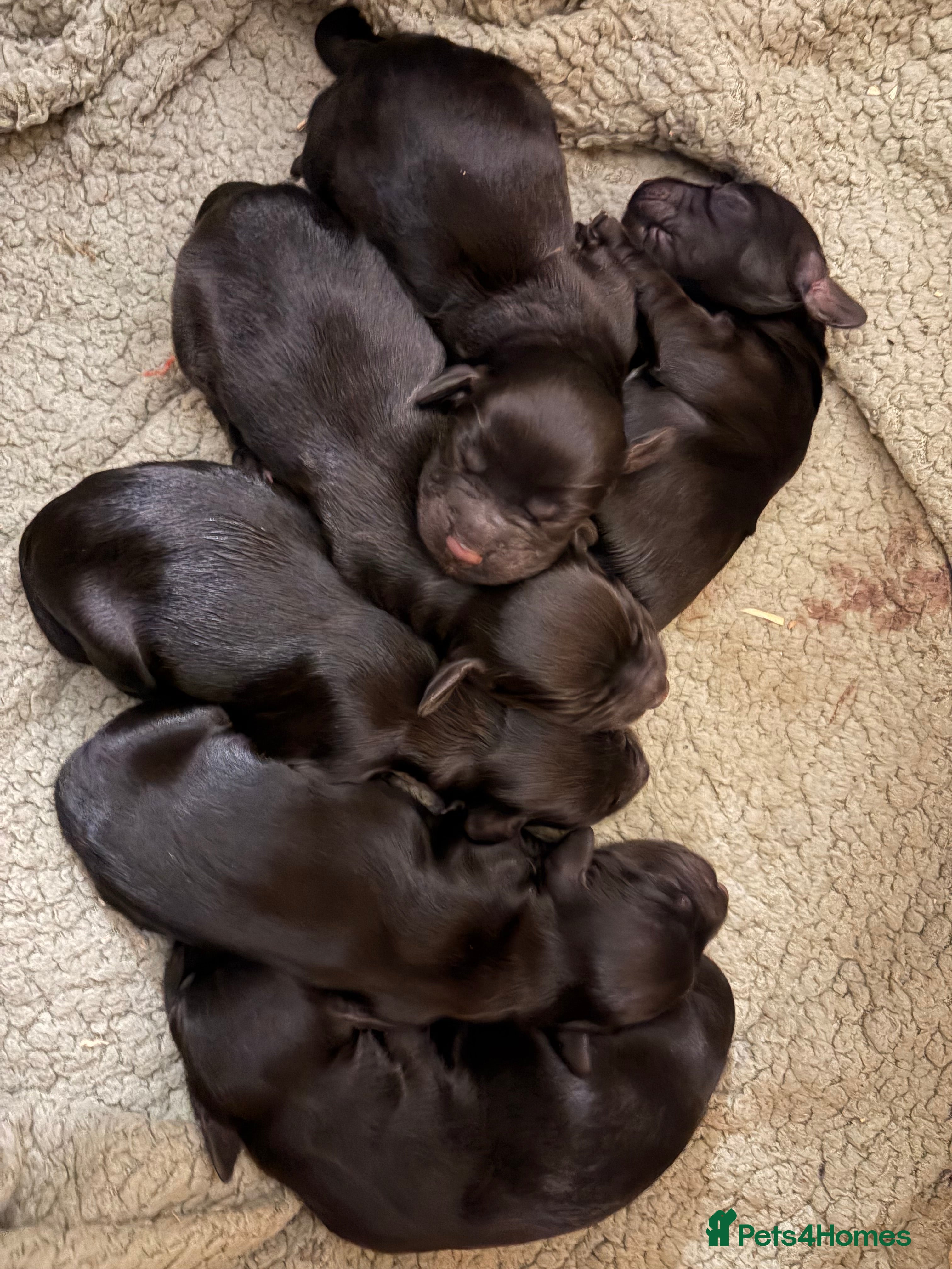 Cocker Spaniel dogs 6 Working Cocker pups KC registered - Advert 5