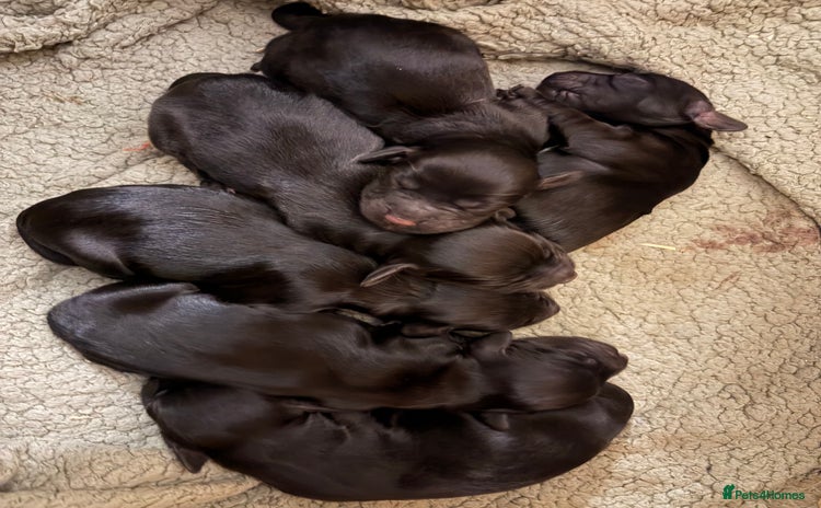 Cocker Spaniel dogs 6 Working Cocker pups KC registered - Advert 2