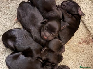 Cocker Spaniel dogs 6 Working Cocker pups KC registered - Advert 2