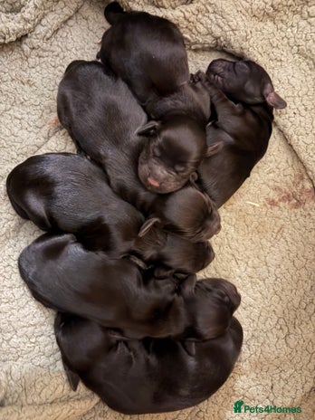 Cocker Spaniel dogs 6 Working Cocker pups KC registered - Advert 2