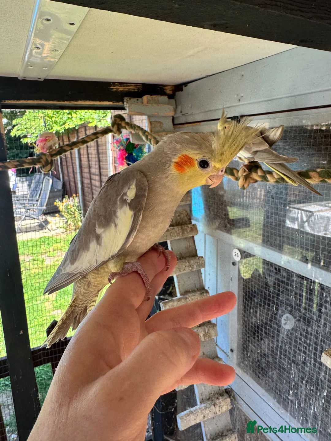 Cockatiels birds for sale: Pair of baby cinnamon cockatiels  in Brandon - Advert 3