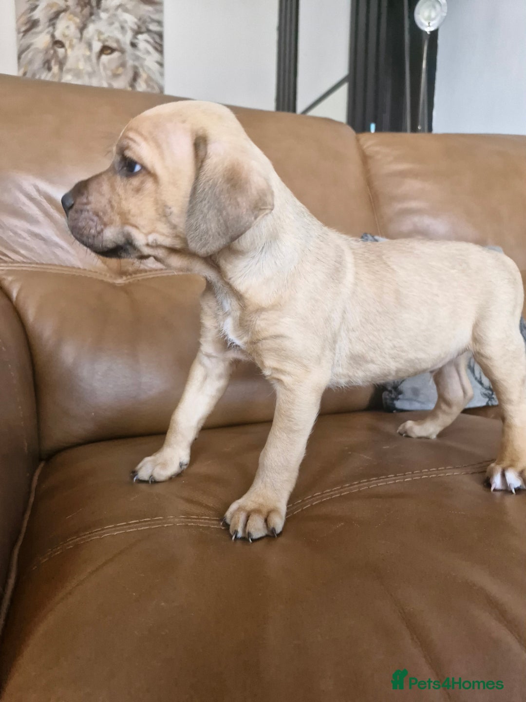 Mixed Breed dogs for sale: Staffie bullweiler puppies  - Image 8