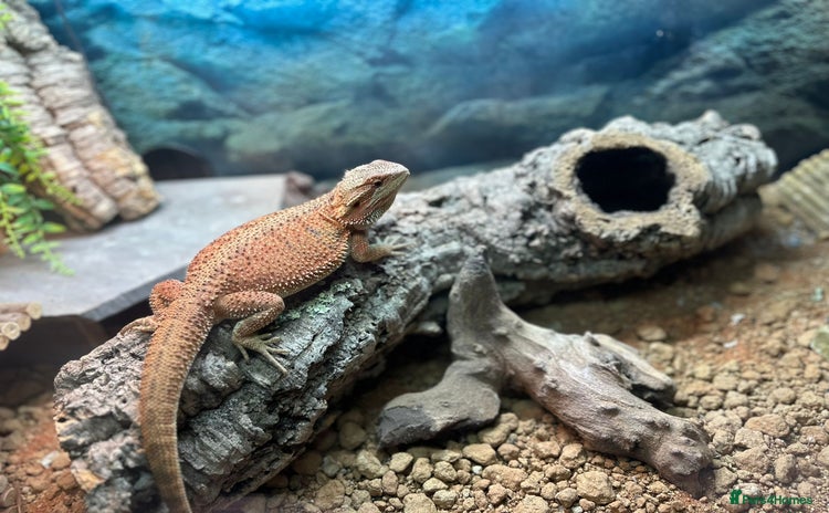 Bearded Dragon reptiles - Advert 12