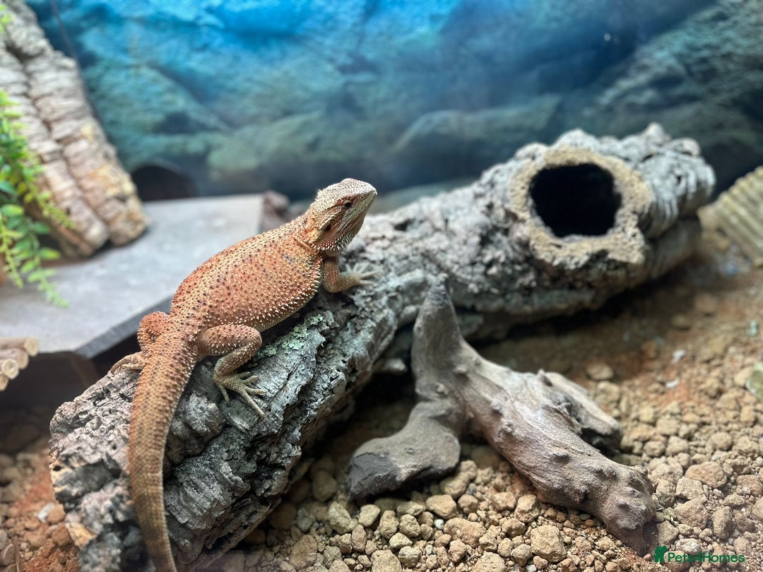 Bearded Dragon reptiles for sale: Bearded dragon for sale - Image 1