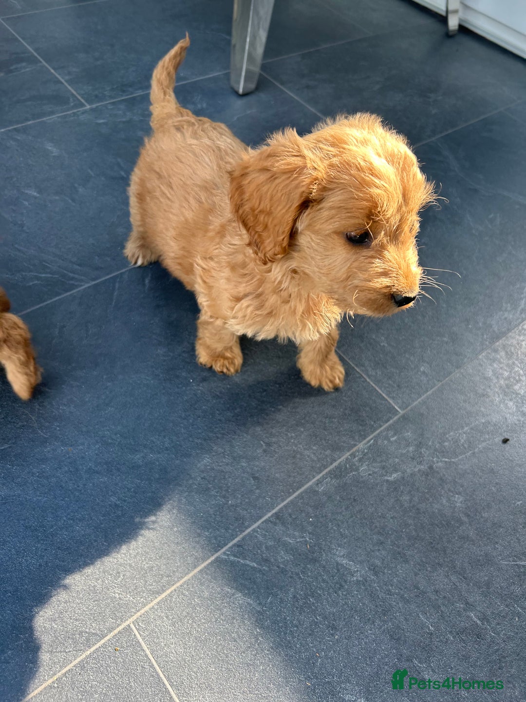 Cockapoo dogs for sale: Cockapoos  - Image 18